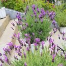 허브밸리(전망대) 이미지