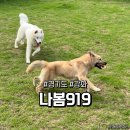 나봄919 이미지