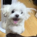 🌼희빈 이미지