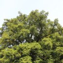 상만리 비자나무 이미지