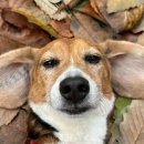 놀러오개 애견유치원 애견호텔(화성 병점진안점) 이미지