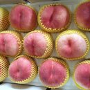 백도