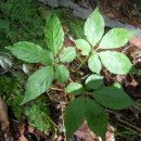 삼구사구 이미지