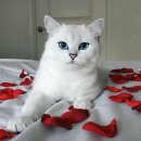 묘종 소개 (6) [브리티쉬 숏헤어] (British Shorthair) 이미지