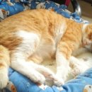 순한고양이 이미지