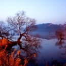 고목나무 이미지