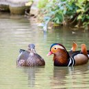 원앙파크 이미지