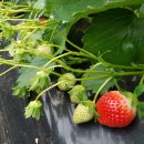 석교농장 이미지