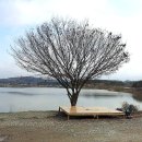 다솜차반 이미지