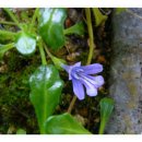 금장초등학교 이미지