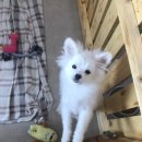 어벤독스 이미지