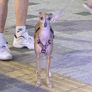 빠삭쌀통닭배곧점 이미지