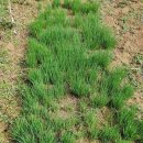 차이브.요술대파.달래파.삼잎국화 이미지