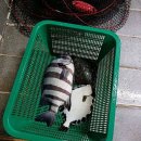 남양주탑실내바다낚시터 | 남양주 실내낚시 / 남양주탑실내바다낚시터 / 가격위치주차리뷰