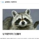 중랑천 | 중랑천 너구리 출몰 직접 본 야생 너구리 후기 광견병 서울 야생동물 주의 중랑천 산책로 도심