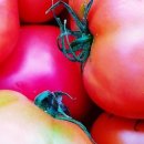 오빠야농장 이미지