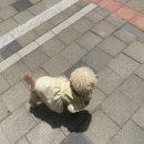 모쿠, 또모쿠 이미지