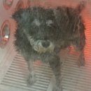 도그베이 이미지