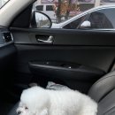 올라펫살롱 이미지