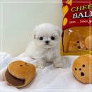 강아지분양 미니몽 은평점 | 은평구강아지분양 미니말티즈 후기