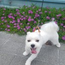 겨우리애견 이미지