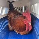 제주애니멀119제주
