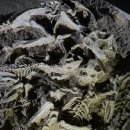 우석헌자연사박물관 이미지