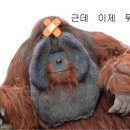 고일농장 이미지
