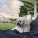 홈즈펫타운 이미지