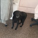 털찐댕댕이 이미지