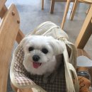 보흔바 이미지