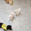 지금여기서행복하개 이미지