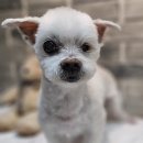 윤퍼피살롱 이미지