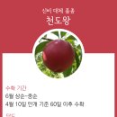 천도글로벌