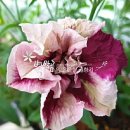 (주)하나마이 이미지