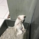 쎄려언니 네이버블로그