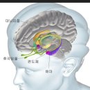 뇌의 구조와 기능 (변연계, 뇌간 등) 이미지