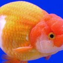 백경수족관