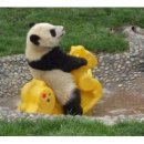 띵가띵가 이미지