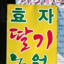 효자딸기