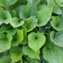 새순농장 이미지