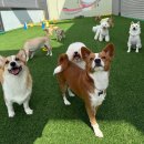 칠곡유치원 이미지