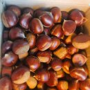 푸른초원방장님의 토실토실한 산밤을 듬뿍 🎁 받았어요.🌰🌰🌰 이미지