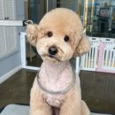 야옹아 멍멍해봐(봉명동) 이미지