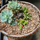 조가물민박 이미지