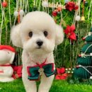 개르띠에 이미지