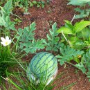 애플수박 이미지