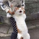 핑크팬더즈 이미지