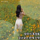동화조경농원 | 양주시 옥정동 코스모스 만개 스팟 실시간 현황