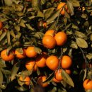 신화농원
